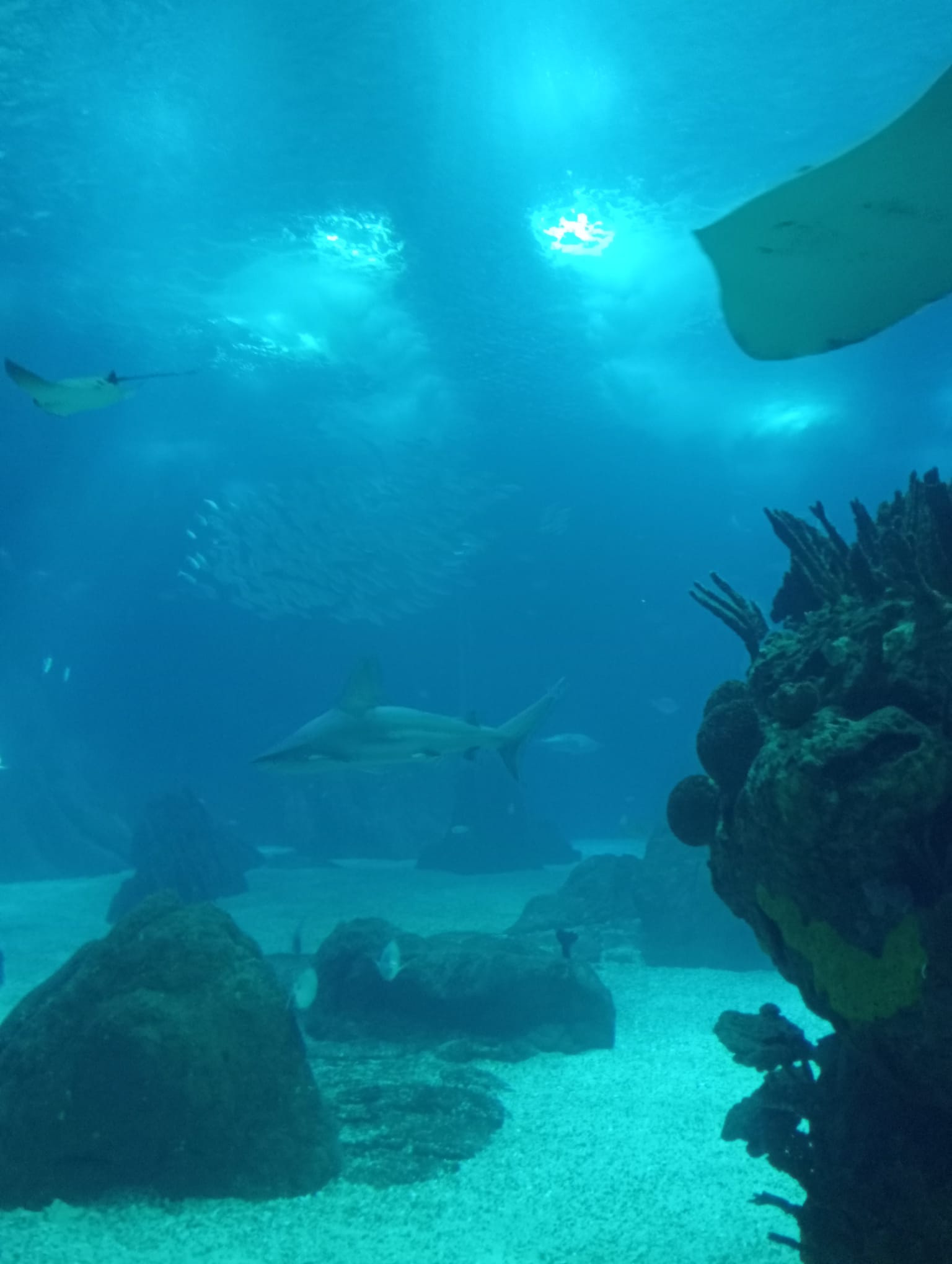 The Lisbon Oceanarium: An Immersive Journey into Marine Life