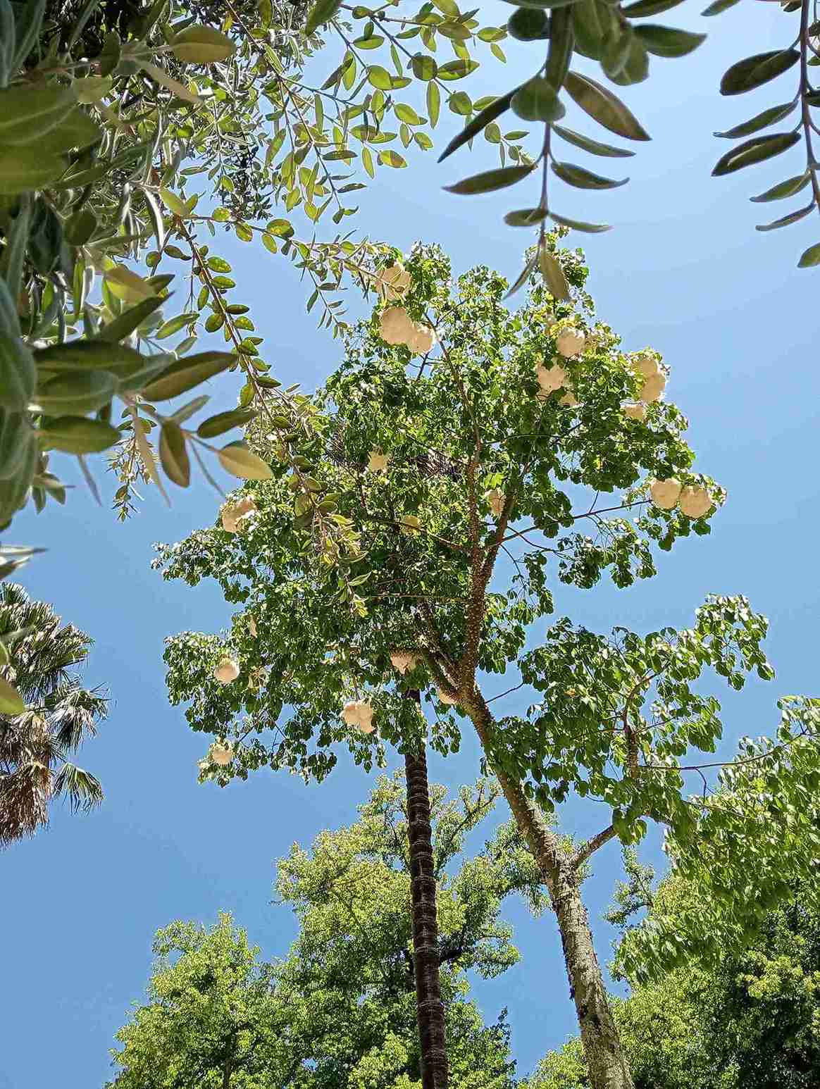 Exploring the Botanic Garden of Coimbra